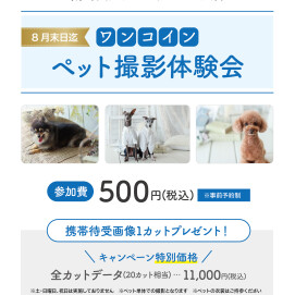 ワンコイン！撮影体験.☆+*:ﾟ