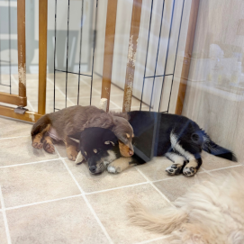 🐣わんにゃん幼稚園🐣オフショット💗