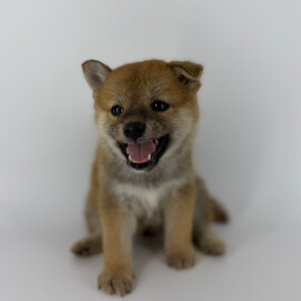 柴犬くんが入園しました‼️
