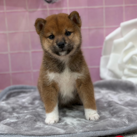 🇯🇵柴犬が入園しました🇯🇵