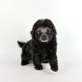 ゴリラみたいなプーくんが入園しました🥰