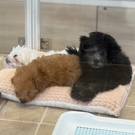 寒い日はみんなであったまろうね☺️🧶