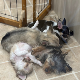 ジョーカー幼稚園🐣お昼寝タイム💤❤️