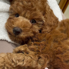 ☁️🐶もこもこ王子のリラックスタイム🐶☁️