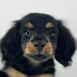 💓ドヤ顔がチャームポイントのだっちゃんです💓