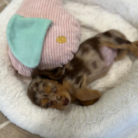みんなのお昼寝特集☀️💤😴