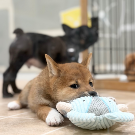 柴ちゃんの最近のお供🐘🩵