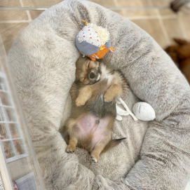 癒し度120%‼️子犬たちのお昼寝タイム☀️