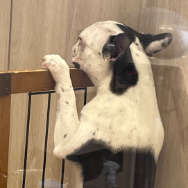 まるで限界サラリーマン⁉️立ち寝するボストンテリア😂