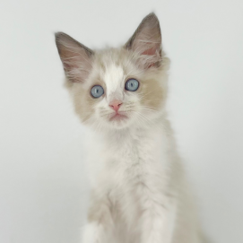 💓🧸ぬいぐるみのような子猫が入園しました🧸💓