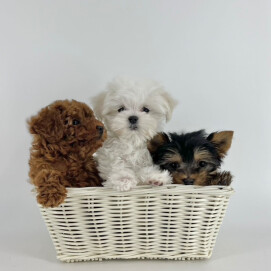 マルチーズくんとヨーキーくんが入園しました‼️