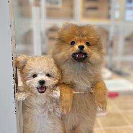 💛たぬきとシュークリーム💛