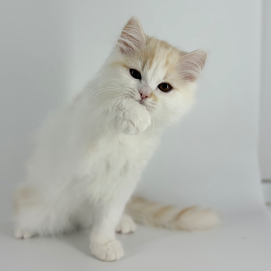 みーたんとナイショ話🐱☁️しない、、❓