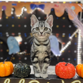 【‼️期間限定‼️】ハロウィン限定イベント🎃