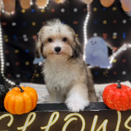 【‼️期間限定特別価格‼️】ハロウィン限定イベント🎃
