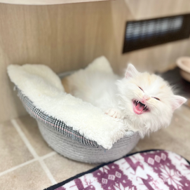 甘えん坊なミヌエットが入園しました💓