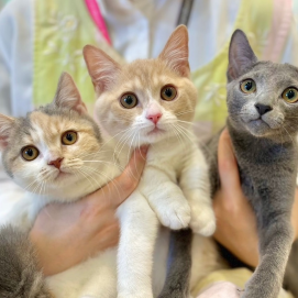 💗🐱グランベリーCatsのご紹介🐱💗