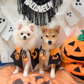 ☠️HAPPY HALLOWEEN🎃