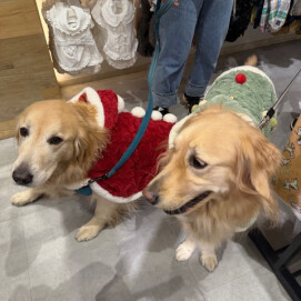 🎅もうすぐXmas🎄