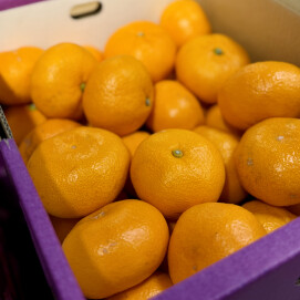 1月9日のおすすめ！箱入り『三ケ日みかん』