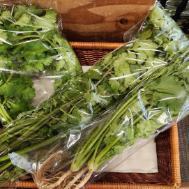 11月8日のおすすめ！群馬県産『パクチー』