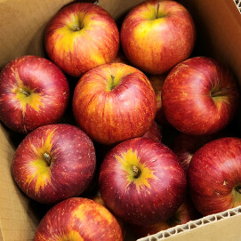 9月21日のおすすめ!訳ありりんご🍎『サンつがる』🍎箱入り