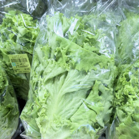 4月9日のおすすめ！自社農園産レタス『ビバヴェルディ』