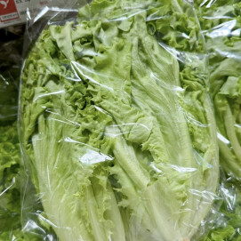 4月24日のおすすめ！自社農園産レタス『ビバヴェルディ』