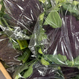 12月28日のおすすめ！『パープルカリフラワー』