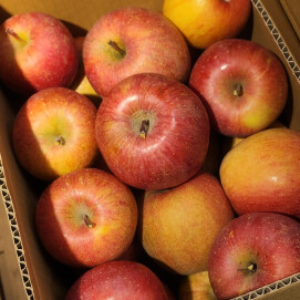 11月24日のおすすめ！『訳ありりんご（サンふじ）』(箱入り)