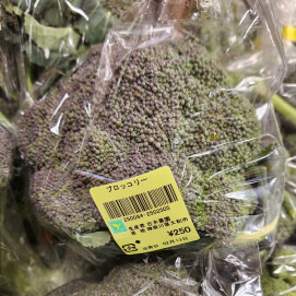 2月13日のおすすめ!古木農園さんの「ブロッコリー」