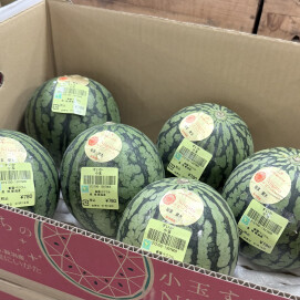 7月19日のおすすめ！新潟県産『小玉すいか』