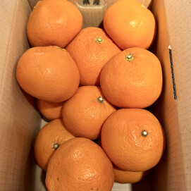 3月24日のおすすめ！『伊予柑』