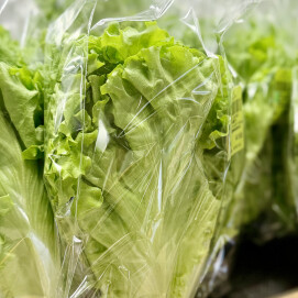 2月27日のおすすめ！自社農園産レタス『ビバヴェルディ』