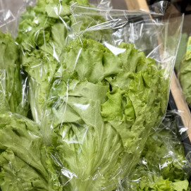 3月12日のおすすめ！自社農園産レタス『ビバヴェルディ』