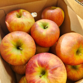 9月27日のおすすめ!訳ありりんご🍎箱入り🍎『サンつがる』『シナノドルチェ』