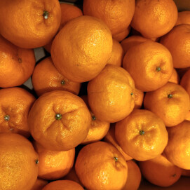 1月20日のおすすめ!愛媛県産『ポンカン』