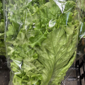 11月5日のおすすめ！『リーフレタス』