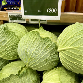 12月19日のおすすめ！群馬県産『特大キャベツ』