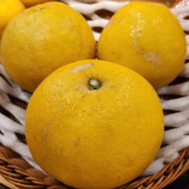 4月18日のおすすめ！『文旦』（ぶんたん）