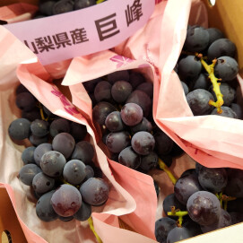 8月19日のおすすめ！ぶどう2種『巨峰』『藤稔』🍇