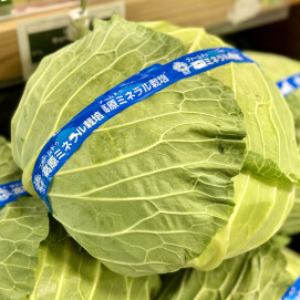 11月1日のおすすめ！群馬県産『霜降りキャベツ』