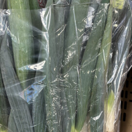 12月13日のおすすめ!お鍋に『下仁田ねぎ』