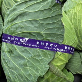 1月11日のおすすめ！愛知県産『春キャベツ』
