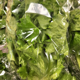 11月15日のおすすめ！『リーフレタス』