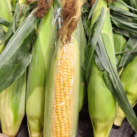 7月9日のおすすめ！とうもろこし🌽『恵味（めぐみ）』🌽