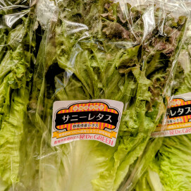 6月20日のおすすめ！赤城高原『サニーレタス』