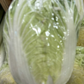 4月22日のおすすめ！『春白菜』