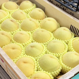 8月20日のおすすめ！山梨県産 『桃（黄金桃）』