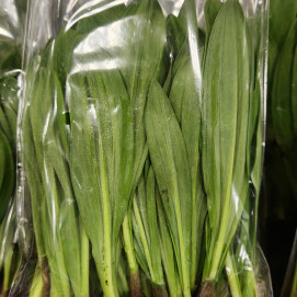 4月12日のおすすめ！『行者にんにく』